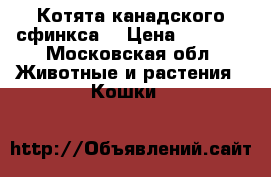 Котята канадского сфинкса  › Цена ­ 6 500 - Московская обл. Животные и растения » Кошки   